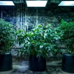 Coupon 👍 Black Magic Performance Hydroponics Black Magic Hydroponic System Planter 🎁 -Planters Sales Store unnamed file 1001