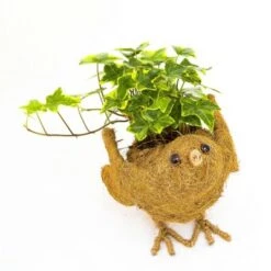 Best reviews of 🎁 Coir Planter - Ultimate Innovations 🔥 -Planters Sales Store unnamed file 1405