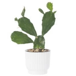 Best Sale 🤩 Gardenised White Flower Pot Self Watering Planter, 6 Pack 🔔 -Planters Sales Store unnamed file 1471