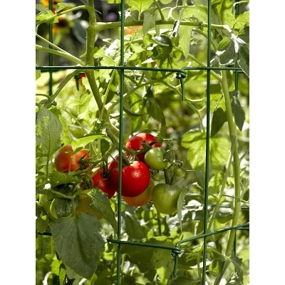 Flash Sale โญ Lifetime Tomato Cages, Heavy Gauge Garden Plant Support, Set of 4, 32" H Installed, Easy Fold for Storage - Gardener's Supply Company ๐ 4 Flash Sale โญ Lifetime Tomato Cages, Heavy Gauge Garden Plant Support, Set of 4, 32" H Installed, Easy Fold for Storage - Gardener's Supply Company ๐ - Image 3