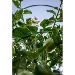 Promo 😍 Glamos Heavy Duty Tomato Cage Support - 5pk Green 💯 -Planters Sales Store unnamed file 1794