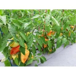 Budget 😀 5pk Gemz Heavy Duty Plant Support Combo - Glamos 😍