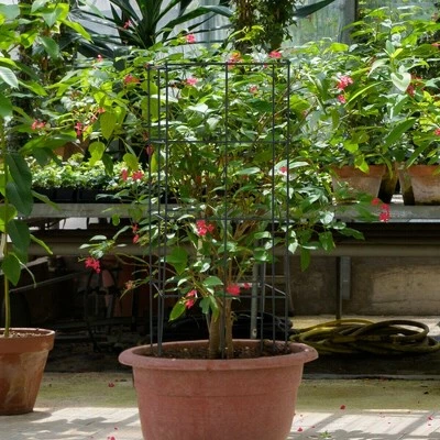 Flash Sale ๐ Costway 4 Pack Tomato Cages Garden Cages Stakes Plant Trellis 16'' x 16'' x 39'' ๐ 4 Flash Sale ๐ Costway 4 Pack Tomato Cages Garden Cages Stakes Plant Trellis 16'' x 16'' x 39'' ๐ - Image 2