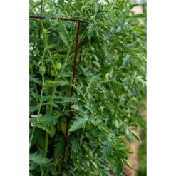 Wholesale 🔥 60" 5pk Gemz Heavy Duty Plant Support Ruby Red - Glamos 🔥 -Planters Sales Store unnamed file 1844