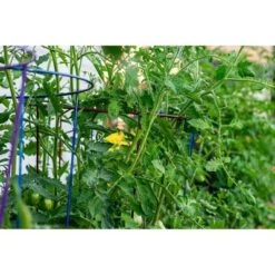 Wholesale 🔥 60" 5pk Gemz Heavy Duty Plant Support Ruby Red - Glamos 🔥 -Planters Sales Store unnamed file 1845