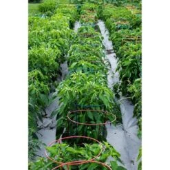 Wholesale 🔥 60" 5pk Gemz Heavy Duty Plant Support Ruby Red - Glamos 🔥 -Planters Sales Store unnamed file 1846