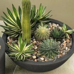 Wholesale ๐คฉ Delano Planter - Crescent Garden Golden Bronze โจ