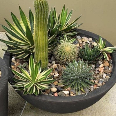 Wholesale 🤩 Delano Planter - Crescent Garden Golden Bronze ✨ 3 Wholesale 🤩 Delano Planter - Crescent Garden Golden Bronze ✨