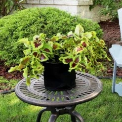 Deals ๐ Sunnydaze Decor Sunnydaze 1 Gallon Garden Grow Bag with Handles Non-Woven Polypropylene Fabric, Black, 5pc ๐งจ 13 Deals ๐ Sunnydaze Decor Sunnydaze 1 Gallon Garden Grow Bag with Handles Non-Woven Polypropylene Fabric, Black, 5pc ๐งจ -Planters Sales Store unnamed file 2016