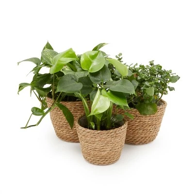 Outlet โ Juvale 3 Piece Seagrass Planter Pots Set with Plastic Lining, 3 Woven Baskets for Indoor & Outdoor Plants, 3 Sizes ๐ฅฐ 4 Outlet โ Juvale 3 Piece Seagrass Planter Pots Set with Plastic Lining, 3 Woven Baskets for Indoor & Outdoor Plants, 3 Sizes ๐ฅฐ - Image 2