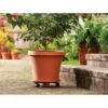 Top 10 🎉 2pk 14" Plant Stand Caddy with Wheels and Saucer Tray Terracotta - Bloem 🔥 -Planters Sales Store unnamed file 2873