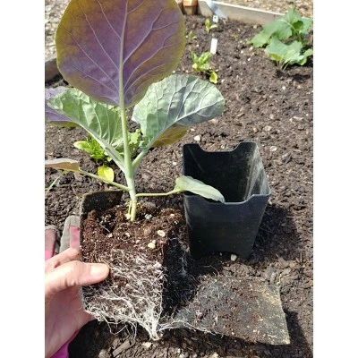 Discount π₯° Gardener's Supply Company Pop-Out Pots, Set of 4 - GARDENER'S SUPPLY CO. 𧨠1 Discount π₯° Gardener's Supply Company Pop-Out Pots, Set of 4 - GARDENER'S SUPPLY CO. π§¨