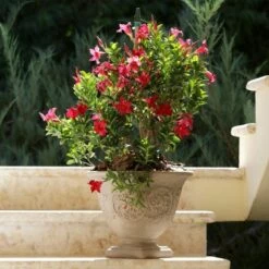 Coupon 💯 Sunnydaze Decor Sunnydaze Indoor/Outdoor Patio, Garden, or Porch Weather-Resistant Double-Walled Darcy Flower Pot Planter - 16" - Beige - 4pk ⌛ -Planters Sales Store unnamed file 3592