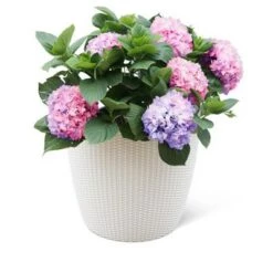Brand new 🤩 Weave Self-Watering Round Planter, 17 Inch - Gardener's Supply Company 🎁 -Planters Sales Store unnamed file 3642