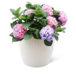 Brand new 🤩 Weave Self-Watering Round Planter, 17 Inch - Gardener's Supply Company 🎁 -Planters Sales Store unnamed file 3643