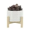 Coupon 🤩 Ceramic Dotted Planter with Wood Stand White - Sagebrook Home 🔔