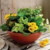 Deals 😉 The HC Companies HC Companies GAB22000E35 22 Inch Resin Garden Bowl Planter Pot, Terra Cotta Clay 😉 -Planters Sales Store unnamed file 3789