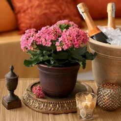 Promo ❤️ The HC Companies HC Companies SRA10001P02 Sierra 10 Inch Self Watering Round Weather Resistant Plastic Resin Flower Garden Planter Pot Container, Celtic Bronze 🎉 -Planters Sales Store unnamed file 3888