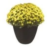 Best Pirce 🥰 The HC Companies HC Companies MOA22000G18 Mojave 22 Inch Diameter x 16.5 Inch Tall Round Plastic Resin Flower Garden Planter Pot, Black 😉 -Planters Sales Store unnamed file 3894