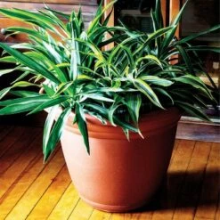 Best Pirce 🥰 The HC Companies HC Companies MOA22000G18 Mojave 22 Inch Diameter x 16.5 Inch Tall Round Plastic Resin Flower Garden Planter Pot, Black 😉 7 Best Pirce 🥰 The HC Companies HC Companies MOA22000G18 Mojave 22 Inch Diameter x 16.5 Inch Tall Round Plastic Resin Flower Garden Planter Pot, Black 😉 -Planters Sales Store unnamed file 3896