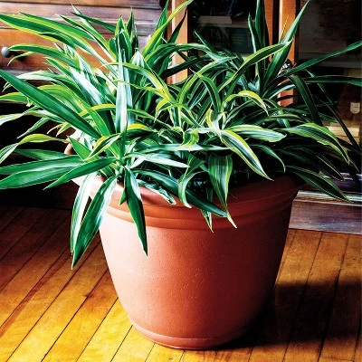 Best Pirce 🥰 The HC Companies HC Companies MOA22000G18 Mojave 22 Inch Diameter x 16.5 Inch Tall Round Plastic Resin Flower Garden Planter Pot, Black 😉 5 Best Pirce 🥰 The HC Companies HC Companies MOA22000G18 Mojave 22 Inch Diameter x 16.5 Inch Tall Round Plastic Resin Flower Garden Planter Pot, Black 😉 - Image 3