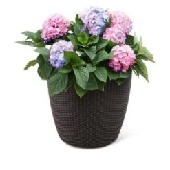Flash Sale 😉 Weave Self-Watering Round Planter, 17 Inch - Gardener's Supply Company 🧨