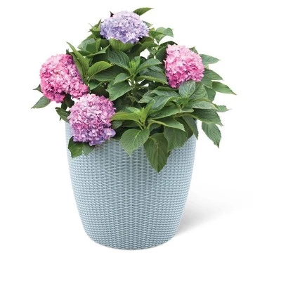 Flash Sale ๐ Weave Self-Watering Round Planter, 17 Inch - Gardener's Supply Company ๐งจ 3 Flash Sale ๐ Weave Self-Watering Round Planter, 17 Inch - Gardener's Supply Company ๐งจ - Image 2