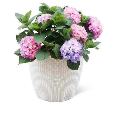 Flash Sale ๐ Weave Self-Watering Round Planter, 17 Inch - Gardener's Supply Company ๐งจ 4 Flash Sale ๐ Weave Self-Watering Round Planter, 17 Inch - Gardener's Supply Company ๐งจ - Image 3