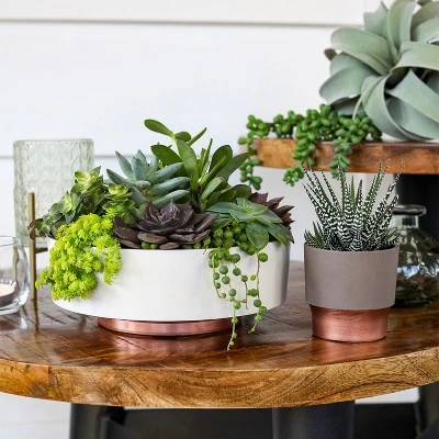 Coupon ๐ฏ The HC Companies 8 Inch Round Plastic Capri Bowl Decorative Indoor Flower Succulent Planter Pot with Drain Plug Hole, Vanilla Bisque ๐งจ 3 Coupon ๐ฏ The HC Companies 8 Inch Round Plastic Capri Bowl Decorative Indoor Flower Succulent Planter Pot with Drain Plug Hole, Vanilla Bisque ๐งจ