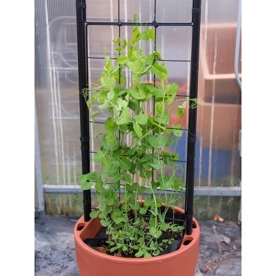 Outlet 𧨠Gardener's Victory Self-Watering Planter with Vine Trellis - Red - Gardener's Supply Company π₯ 4 Outlet 𧨠Gardener's Victory Self-Watering Planter with Vine Trellis - Red - Gardener's Supply Company π₯ - Image 2