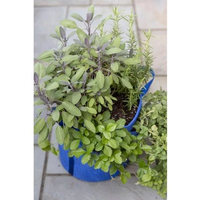 Cheapest 😍 Gardener’s Best® Strawberry and Herb Grow Bag - Gardener's Supply Company 🔔 4 Cheapest 😍 Gardener’s Best® Strawberry and Herb Grow Bag - Gardener's Supply Company 🔔 - Image 2