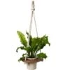 Buy 🎉 Planter Hanger - Gardener's Supply Company ⌛ -Planters Sales Store unnamed file 4748