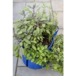 Best reviews of 🔥 Gardener’s Best® Strawberry and Herb Grow Bag - Gardener's Supply Company ⌛ -Planters Sales Store unnamed file 4865