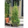 Best Pirce 🌟 Gardener's Victory Self-Watering Planter Garden with Vine Trellis - Brown - Gardener's Supply Company 🎉 -Planters Sales Store unnamed file 5103
