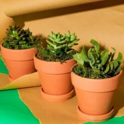 Best reviews of 😀 Juvale 6 Pack Terra Cotta Clay Pots with Saucer, Small Plant Pots, Planters for Succulents, 4 x 4 x 4.2 In 🥰 -Planters Sales Store unnamed file 5334