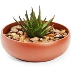 Best reviews of 👏 Juvale Ceramic Bowl Planter Pots with Drainage Hole for Indoors & Outdoors, Brown, 8" x 2.6" ⭐