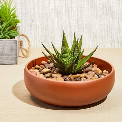 Best reviews of ๐ Juvale Ceramic Bowl Planter Pots with Drainage Hole for Indoors & Outdoors, Brown, 8" x 2.6" โญ 4 Best reviews of ๐ Juvale Ceramic Bowl Planter Pots with Drainage Hole for Indoors & Outdoors, Brown, 8" x 2.6" โญ - Image 2
