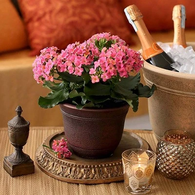 Brand new 🔥 Listo SRA13001P05 13-Inch Round Resin Sierra Planter, Rustic Redstone (3 Pack) 😉 4 Brand new 🔥 Listo SRA13001P05 13-Inch Round Resin Sierra Planter, Rustic Redstone (3 Pack) 😉 - Image 2