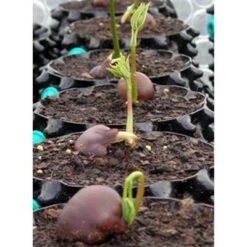 Promo 😉 Air-Pod Air-Pot THAP2 Superoots 2 Gallon/7.6 Liter Garden Propagation Pot Planter Container for 2' to 4' Plants, 3 Pack 😍 -Planters Sales Store unnamed file 5504