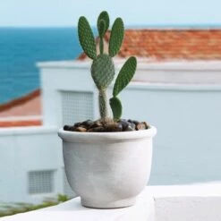 Best deal 👏 Agave Planter - Weathered Stone - Crescent Garden 💯