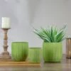 Cheapest 🤩 Napa Home & Garden Set of 3 Green and Gold Ribbed Planter 6.25" 🥰