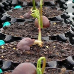 Coupon 🛒 Air-Pod Superoots Air-Pot THAP5 3.6 Gallon Garden Propagation Pot Planter Container, (3) 😍 -Planters Sales Store unnamed file 5579