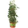 Best Pirce 🌟 Hydrofarm GCTB Tomato Barrel Pot Garden Planting 4 Foot Trellis System (2 Pack) 🌟 1 Best Pirce 🌟 Hydrofarm GCTB Tomato Barrel Pot Garden Planting 4 Foot Trellis System (2 Pack) 🌟 -Planters Sales Store unnamed file 5615