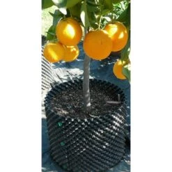 Brand new 👍 Air-Pod Superoots Air-Pot THAP7 5.6 Gallon Propagation Pot Planter Container, 3 Pack 🔔 -Planters Sales Store unnamed file 5730