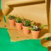 Hot Sale ⭐ Juvale 10 Pack Terra Cotta Clay Pots, Small Plant Pots, Planters for Succulents & Cactus, 2.6 x 2.6 x 2.5" 🧨 -Planters Sales Store unnamed file 5766
