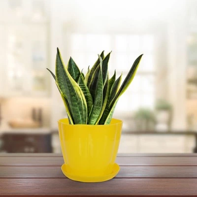 Best reviews of β¨ Unique Bargains Home Garden Plastic Petal Shaped Plant Planter Holder Flower Planters π₯° 7 Best reviews of β¨ Unique Bargains Home Garden Plastic Petal Shaped Plant Planter Holder Flower Planters π₯° - Image 5