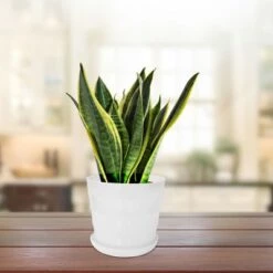 Brand new 👏 Unique Bargains Home Balcony Office Plastic Round Flower Holder Plant Planters White 19cm Dia 1 Pc 🤩 -Planters Sales Store unnamed file 5835