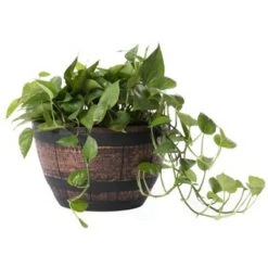 Wholesale ✨ Gardenised Brown Outdoor Rustic Half Barrel Flower Garden Planter Bowl, Plastic ✔️ -Planters Sales Store unnamed file 5933