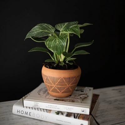 Budget ๐ Terracotta Terracotta Planter - Foreside Home & Garden ๐ 8 Budget ๐ Terracotta Terracotta Planter - Foreside Home & Garden ๐ - Image 6