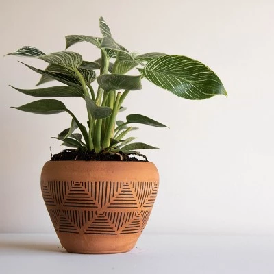 Budget ๐ Terracotta Terracotta Planter - Foreside Home & Garden ๐ 9 Budget ๐ Terracotta Terracotta Planter - Foreside Home & Garden ๐ - Image 7